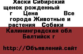 Хаски Сибирский (щенок рожденный 20.03.2017г.) › Цена ­ 25 000 - Все города Животные и растения » Собаки   . Калининградская обл.,Балтийск г.